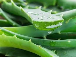 Az ultrahangos extrakci&oacute; n&ouml;velheti az Aloe Vera influenza elleni hat&aacute;s&aacute;t?